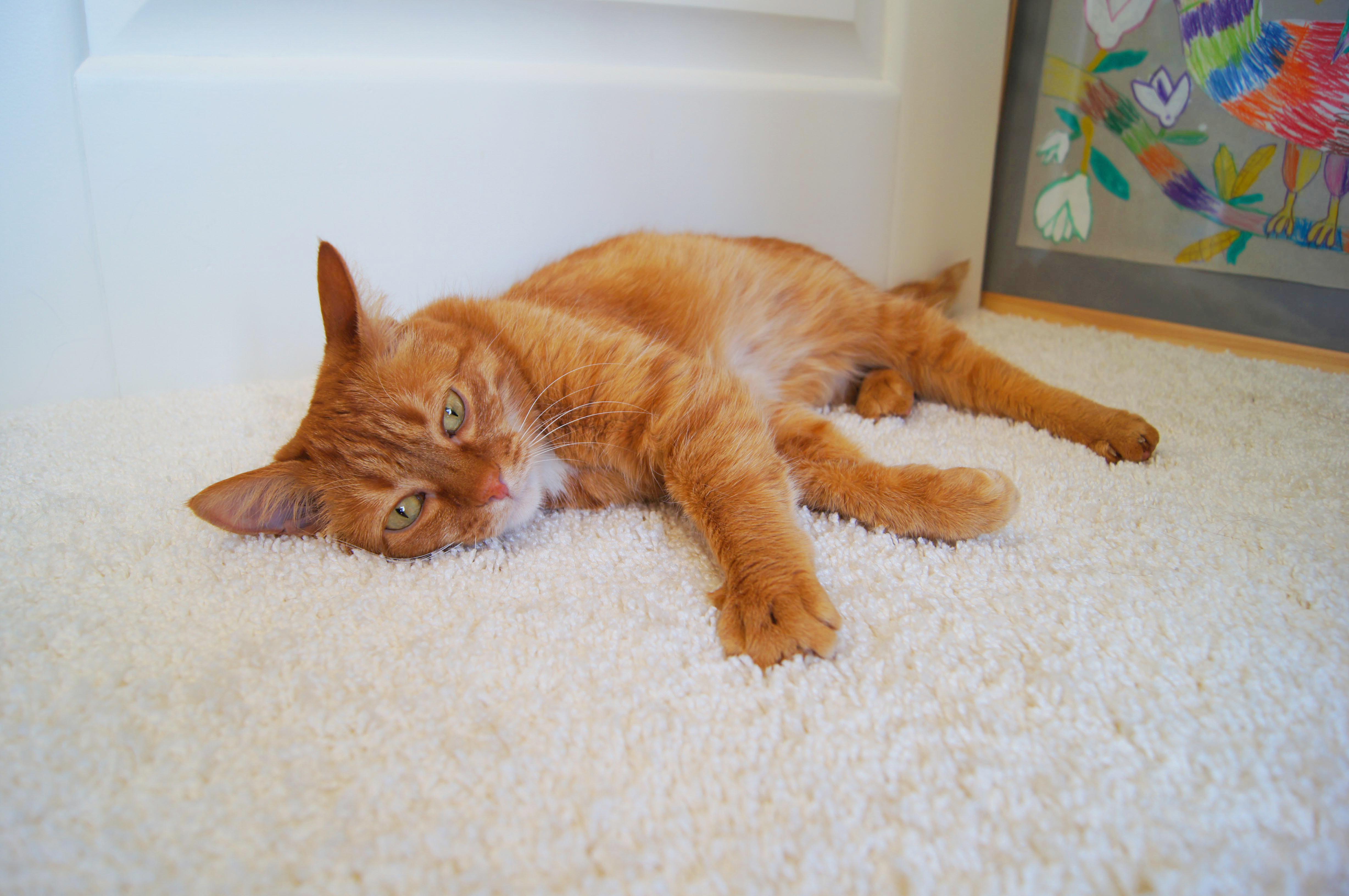 Ковролин "Зартекс" Amarena 140 бежевый (4м) — купить в Тюмени